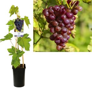 vitis heike.jpg