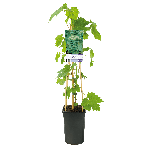 Vitis vinifera 'Riesling'3-2.png