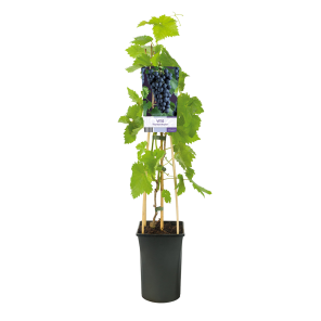 Vitis vinifera 'Frankenthaler' 2(2).png