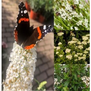 vlinders en bijen wit.jpg
