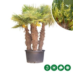waaierpalm meerstammig.jpg