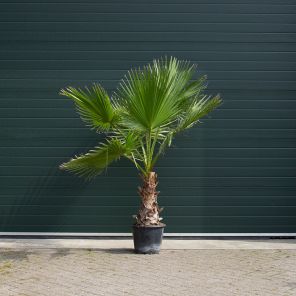 washingtonia robusta 100-120 40-50 1.jpeg