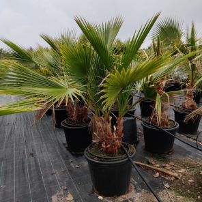 washingtonia robusta meerstammig.jpeg