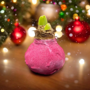 Wax amaryllis Candy Spark.png