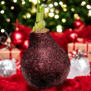 Wax Amaryllis Cranberry .png