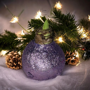 Wax Amaryllis Frosty.png