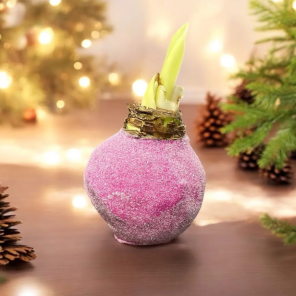 Wax Amaryllis Holly Berry.png