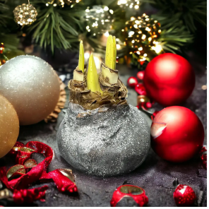 Wax Amaryllis Rudolph  (2).png