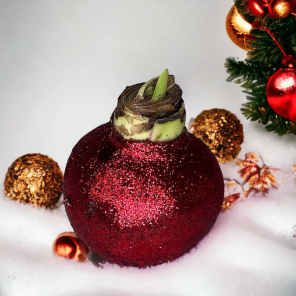 Wax Amaryllis Rudolph .png