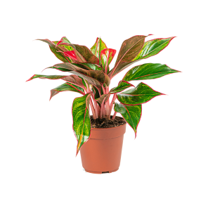 Web_AGLAONEMA JUNGLE RED_4.png