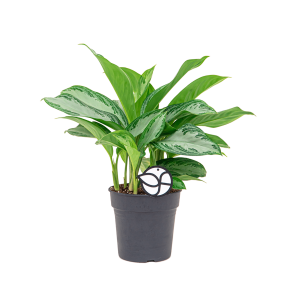 Web_Aglaonema silver bay 1.png