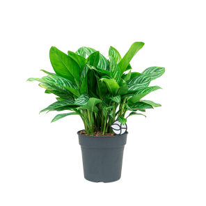 Web_Aglaonema stripes 1.png