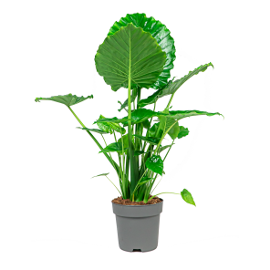 Web_ALOCASIA PORTADORA WIDE.png