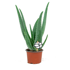 Web_ALOE VERA LOGO.png