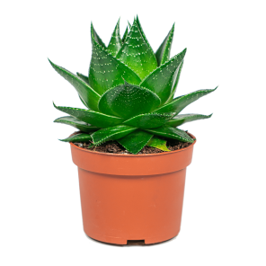 Web_ALOE VERA PLANT SMALL.png