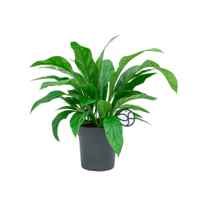 Web_Anthurium jungle bush M1.png