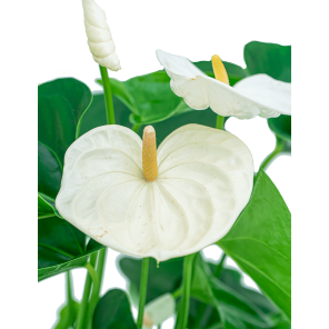 Web_Anthurium wit L5_1.png