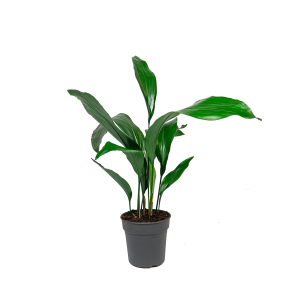 Web_ASPIDISTRA HIMALAYA S.png