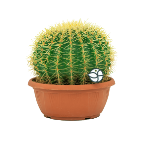 Web_Cactus echino grusoni M1.png