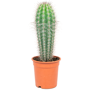 Web_cactus trybes 2.png