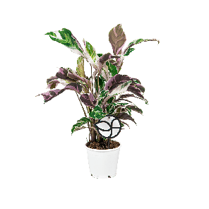 Web_Calathea Fusion white 1(2).png