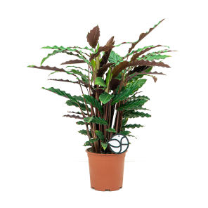 Web_calathea rufibarba M logo.png