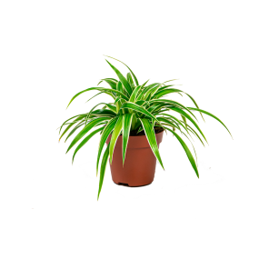 Web_CHLOROPHYTUM OCEAN.png