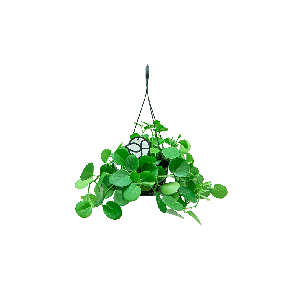 Web_Cissus Rotundifolia hanger 1(2).png