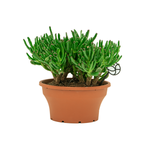 Web_crassula hobbit 5_1.png