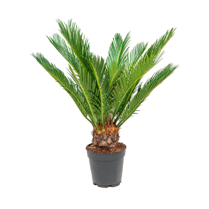 Web_CYCAS REVOLUTA M 2_1.png