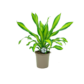 Web_DRACAENA FRAGRANS CHARLEY WIDE.png