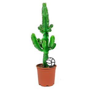 Web_EUPHORBIA ERYTREA M LOGO.png