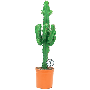 Web_EUPHORBIA INGENS L LOGO.png