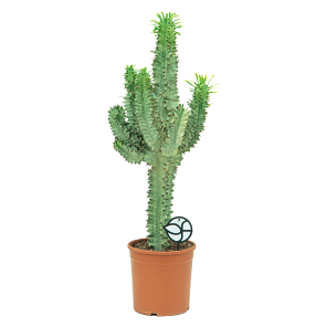 Web_Euphorbia ingens marmorata 1.png