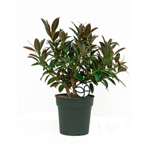 Web_Ficus Elastica Melany Petit 1.png