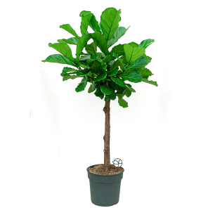 WebFicus Lyrata op stam L 5_.png