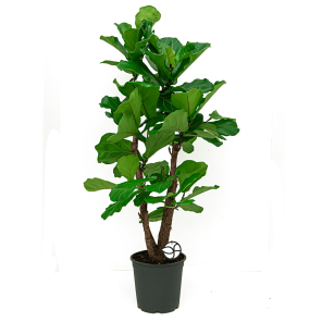 Web_Ficus Lyrata vertakt L 1.png