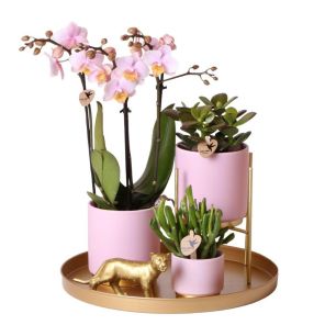WEBGIFT780PI-1.jpg