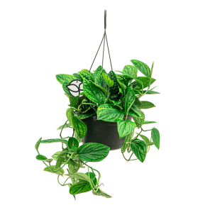 Web_Monstera karstenianum 1.png