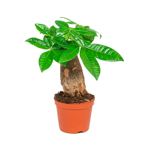 Web_pachira rechte stam compact 6_1.png