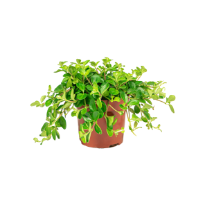 Web_Peperomia deppeane 1.png