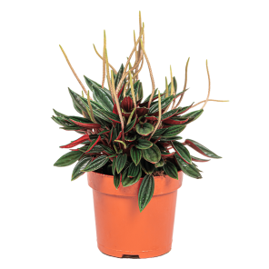 Web_Peperomia rosso 2.png