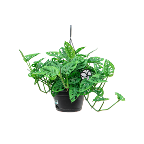 Web_Philodendron monkey mask hangplant 1_1.png
