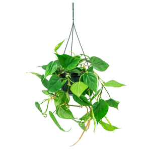 Web_Philodendron scandens hangplant 2.png