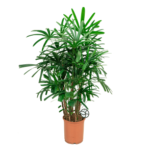 Web_Rhapis excelsa S1.png