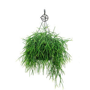 Web_Rhipsalis burchelii 1.png