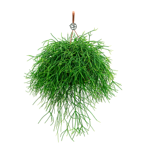 Web_Rhipsalis pulchra S1.png