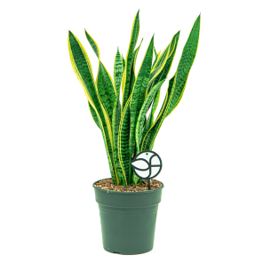 Web_Sansevieria laurentii M1.png