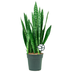 Web_Sansevieria Zeylanica L1.png