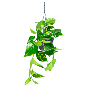 Web_Scindapsus Aureum hangplant S2.png